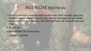 AILURIDAE Red Panda
• Small to medium mammals with round head; short muzzle; large and
pointed ears; bushy tail; muzzle, lips, cheeks and edges of ears white,
eyes with small dark patches; tail with alternate red and buff coloured
rings
• 79-122 cm
• MOUNTAINS OF Central Asia
• 1 genus, 1 species
 