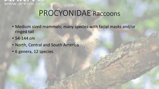 PROCYONIDAE Raccoons
• Medium sized mammals; many species with facial masks and/or
ringed tail
• 54-144 cm
• North, Central and South America
• 6 genera, 12 species
 