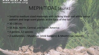 MEPHITIDAE Skunks
• Small to medium sized mammals with striking black and white colour
pattern and large scent glands at the base of the tail
• 30-134 cm
• SE Asia, North, Central, and South America
• 4 genera, 12 species
• 2 subfamilies – Myadinae (stink badgers) & Mephitinae (skunks)
 