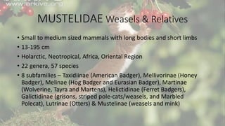 MUSTELIDAE Weasels & Relatives
• Small to medium sized mammals with long bodies and short limbs
• 13-195 cm
• Holarctic, Neotropical, Africa, Oriental Region
• 22 genera, 57 species
• 8 subfamilies – Taxidiinae (American Badger), Mellivorinae (Honey
Badger), Melinae (Hog Badger and Eurasian Badger), Martinae
(Wolverine, Tayra and Martens), Helictidinae (Ferret Badgers),
Galictidinae (grisons, striped pole-cats/weasels, and Marbled
Polecat), Lutrinae (Otters) & Mustelinae (weasels and mink)
 