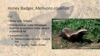 Honey Badger, Mellivora capensis
• LC
• Social unit: Solitary
• Distribution in India: Himalayan
foothills to southern India, absent
in Kerala & NE
• Subspecies = 10
1. Mellivora capensis indica – India &
Pak
2. M. c. inaurita – Nepal (?India)
 
