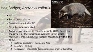 Hog Badger, Arctonyx collaris
• NT
• Social unit: solitary
• Distribution in India: NE
• No subspecies reported
• Arctonyx considered as monotypic until 2008. Based on
the review of the specimens available in the world
museums, three distinctive species recognised within this
genus
1. Atctonyx albogularis – temperate Asia
2. A. collaris – SE Asia
3. A. hoevenii – endemic to Barisan mountain chain of Sumathra
 