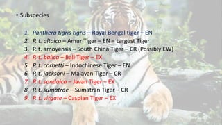 • Subspecies
1. Panthera tigris tigris – Royal Bengal tiger – EN
2. P. t. altaica – Amur Tiger – EN – Largest Tiger
3. P. t. amoyensis – South China Tiger – CR (Possibly EW)
4. P. t. balica – Bali Tiger – EX
5. P. t. corbetti – Indochinese Tiger – EN
6. P. t. jacksoni – Malayan Tiger – CR
7. P. t. sondaica – Javan Tiger – EX
8. P. t. sumatrae – Sumatran Tiger – CR
9. P. t. virgate – Caspian Tiger – EX
 