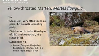 Yellow-throated Marten, Martes flavigula
• LC
• Social unit: very often found as
pairs, 3-5 animals in hunting
party
• Distribution in India: Himalayas
of J&K, and Arunachal, hilly
states of NE
• Subspecies = 6
• Martes flavigula flavigula –
Bangladesh, Bhutan, C, E, & S
China, India, Nepal & Pak
 