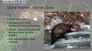 Stone Marten, Martes foina
• LC
• Social unit: Solitary
• Distribution in India:
Western & Central Himalayas
• Fifteen subspecies proposed,
but taxonomic revision
needed
• Less arboreal than other
martens
 