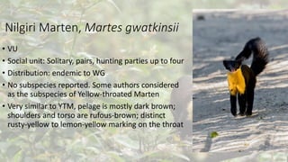 Nilgiri Marten, Martes gwatkinsii
• VU
• Social unit: Solitary, pairs, hunting parties up to four
• Distribution: endemic to WG
• No subspecies reported. Some authors considered
as the subspecies of Yellow-throated Marten
• Very similar to YTM, pelage is mostly dark brown;
shoulders and torso are rufous-brown; distinct
rusty-yellow to lemon-yellow marking on the throat
 