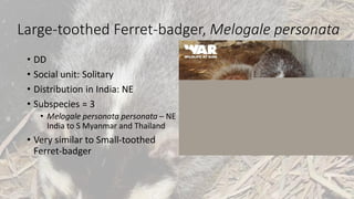 Large-toothed Ferret-badger, Melogale personata
• DD
• Social unit: Solitary
• Distribution in India: NE
• Subspecies = 3
• Melogale personata personata – NE
India to S Myanmar and Thailand
• Very similar to Small-toothed
Ferret-badger
 