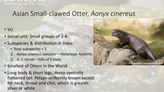 Asian Small-clawed Otter, Aonyx cinereus
• VU
• Social unit: Small groups of 2-4
• Subspecies & distribution in India:
• Total subspecies = 3
1. Aonyx cinereus concolor – Himalayan foothills
2. A. c. nirnai – hills of S India
• Smallest of Otters in the World
• Long body & short legs, dorso-ventrally
flattened tail. Pelage uniformly brown except
for neck, throat and chin, which is greyish-
silver or white
 