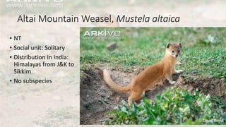 Altai Mountain Weasel, Mustela altaica
• NT
• Social unit: Solitary
• Distribution in India:
Himalayas from J&K to
Sikkim
• No subspecies
 
