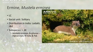 Ermine, Mustela erminea
• LC
• Social unit: Solitary
• Distribution in India: Ladakh,
J&K
• Subspecies = 34
• Mustela erminea ferghanae –
Afghanistan, N India & Pak
 