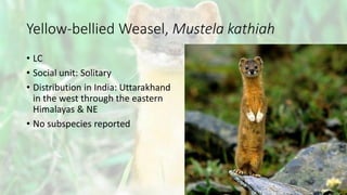 Yellow-bellied Weasel, Mustela kathiah
• LC
• Social unit: Solitary
• Distribution in India: Uttarakhand
in the west through the eastern
Himalayas & NE
• No subspecies reported
 