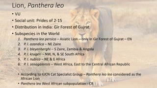 Lion, Panthera leo
• VU
• Social unit: Prides of 2-15
• Distribution in India: Gir Forest of Gujrat
• Subspecies in the World
1. Panthera leo persica – Asiatic Lion – only in Gir Forest of Gujrat – EN
2. P. l. azandica – NE Zaire
3. P. l. bleyenberghi – S Zaire, Zambia & Angola
4. P. l. krugeri – NW, N, & SE South Africa
5. P. l. nubica – NE & E Africa
6. P. l. senagalensis – West Africa, East to the Central African Republic
• According to IUCN Cat Specialist Group – Panthera leo leo considered as the
African Lion
• Panthera leo West African subpopulation - CR
 