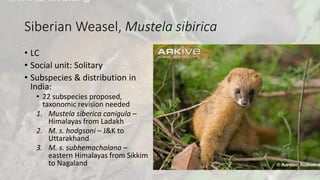 Siberian Weasel, Mustela sibirica
• LC
• Social unit: Solitary
• Subspecies & distribution in
India:
• 22 subspecies proposed,
taxonomic revision needed
1. Mustela siberica canigula –
Himalayas from Ladakh
2. M. s. hodgsoni – J&K to
Uttarakhand
3. M. s. subhemachalana –
eastern Himalayas from Sikkim
to Nagaland
 