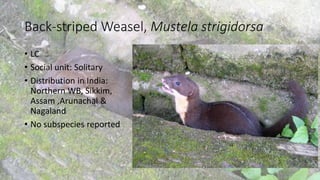 Back-striped Weasel, Mustela strigidorsa
• LC
• Social unit: Solitary
• Distribution in India:
Northern WB, Sikkim,
Assam ,Arunachal &
Nagaland
• No subspecies reported
 