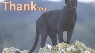 Order- carnivora, carnivores animals 