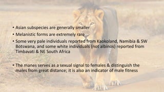 • Asian subspecies are generally smaller
• Melanistic forms are extremely rare
• Some very pale individuals reported from Kaokoland, Namibia & SW
Botswana, and some white individuals (not albinos) reported from
Timbavati & NE South Africa
• The manes serves as a sexual signal to females & distinguish the
males from great distance; it is also an indicator of male fitness
 