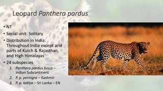 Leopard Panthera pardus
• NT
• Social unit: Solitary
• Distribution in India:
Throughout India except arid
parts of Kutch & Rajasthan,
and High Himalayas
• 24 subspecies
1. Panthera pardus fusca –
Indian Subcontinent
2. P. p. pernigra – Kashmir
3. P. p. kotiya – Sri Lanka – EN
 