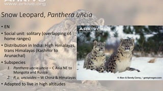 Snow Leopard, Panthera uncia
• EN
• Social unit: solitary (overlapping of
home ranges)
• Distribution in India: High Himalayas,
trans Himalayas (Kashmir to
Arunachal)
• Subspecies
1. Panthera uncia uncia – C Asia NE to
Mongolia and Russia
2. P. u. uncioides – W China & Himalayas
• Adapted to live in high altitudes
 