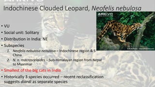 Indochinese Clouded Leopard, Neofelis nebulosa
• VU
• Social unit: Solitary
• Distribution in India: NE
• Subspecies
1. Neofelis nebulosa nebulosa – Indochinese region & S
China
2. N. n. macrosceloides – Sub-Himalayan region from Nepal
to Myanmar
• Smallest of the big cats in India
• Historically 3 species occurred – recent reclassification
suggests diardi as separate species
 