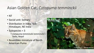 Asian Golden Cat, Catopuma temminckii
• NT
• Social unit: Solitary
• Distribution in India: Sub-
Himalayan, NE India
• Subspecies = 3
• Catopuma temminckii temminckii –
India, Nepal
• Resembles miniature of North
American Puma
 