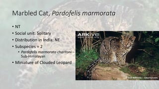 Marbled Cat, Pardofelis marmorata
• NT
• Social unit: Solitary
• Distribution in India: NE
• Subspecies = 2
• Pardofelis marmorata charltoni –
Sub-Himalayan
• Miniature of Clouded Leopard
 