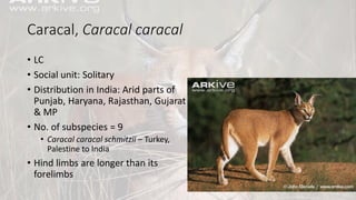 Caracal, Caracal caracal
• LC
• Social unit: Solitary
• Distribution in India: Arid parts of
Punjab, Haryana, Rajasthan, Gujarat
& MP
• No. of subspecies = 9
• Caracal caracal schmitzii – Turkey,
Palestine to India
• Hind limbs are longer than its
forelimbs
 