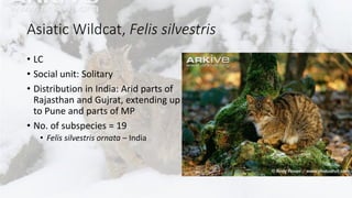 Asiatic Wildcat, Felis silvestris
• LC
• Social unit: Solitary
• Distribution in India: Arid parts of
Rajasthan and Gujrat, extending up
to Pune and parts of MP
• No. of subspecies = 19
• Felis silvestris ornata – India
 