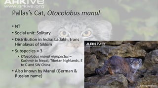 Pallas’s Cat, Otocolobus manul
• NT
• Social unit: Solitary
• Distribution in India: Ladakh, trans
Himalayas of Sikkim
• Subspecies = 3
• Otocolobus manul nigripectus –
Kashmir to Nepal, Tibetan highlands, E
to C and SW China
• Also known by Manul (German &
Russian name)
 