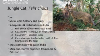 Jungle Cat, Felis chaus
• LC
• Social unit: Solitary and pairs
• Subspecies & distribution in India
1. Felis chaus affinis – Himalayas & NE
2. F. c. kelaarti – S India, S of River Krishna
3. F. c. prateri – Western India
4. F. c. kutas – peninsular India, north of River
Krishna up to the Terai
• Most common wild cat in India
• Melanistic forms reported from India &
Pakistan
 