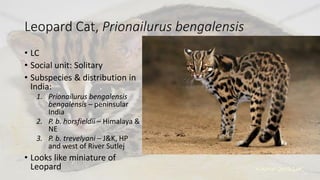 Leopard Cat, Prionailurus bengalensis
• LC
• Social unit: Solitary
• Subspecies & distribution in
India:
1. Prionailurus bengalensis
bengalensis – peninsular
India
2. P. b. horsfieldii – Himalaya &
NE
3. P. b. trevelyani – J&K, HP
and west of River Sutlej
• Looks like miniature of
Leopard
 