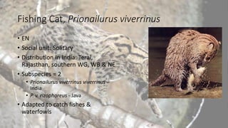 Fishing Cat, Prionailurus viverrinus
• EN
• Social unit: Solitary
• Distribution in India: Terai,
Rajasthan, southern WG, WB & NE
• Subspecies = 2
• Prionailurus viverrinus viverrinus –
India
• P. v. rizophoreus - Java
• Adapted to catch fishes &
waterfowls
 