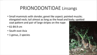 PRIONODONTIDAE Linsangs
• Small mammals with slender, genet like aspect; pointed muzzle;
elongated neck; tail almost as long as the head and body; spotted
coat pattern and pair of large stripes on the nape
• 61-84.9 cm
• South-east Asia
• 1 genus, 2 species
 