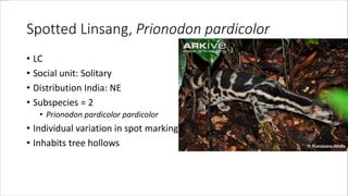 Spotted Linsang, Prionodon pardicolor
• LC
• Social unit: Solitary
• Distribution India: NE
• Subspecies = 2
• Prionodon pardicolor pardicolor
• Individual variation in spot marking
• Inhabits tree hollows
 