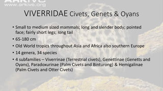 VIVERRIDAE Civets, Genets & Oyans
• Small to medium sized mammals; long and slender body; pointed
face; fairly short legs; long tail
• 65-180 cm
• Old World tropics throughout Asia and Africa also southern Europe
• 14 genera, 34 species
• 4 subfamilies – Viverrinae (Terrestrial civets), Genettinae (Genetts and
Oyans), Paradoxurinae (Palm Civets and Binturong) & Hemigalinae
(Palm Civets and Otter Civets)
 