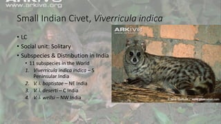 Small Indian Civet, Viverricula indica
• LC
• Social unit: Solitary
• Subspecies & Distribution in India
• 11 subspecies in the World
1. Viverricula indica indica – S
Peninsular India
2. V. i. baptistae – NE India
3. V. i. deserti – C India
4. V. i. wellsi – NW India
 