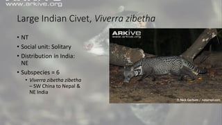 Large Indian Civet, Viverra zibetha
• NT
• Social unit: Solitary
• Distribution in India:
NE
• Subspecies = 6
• Viverra zibetha zibetha
– SW China to Nepal &
NE India
 