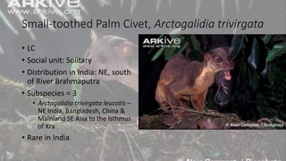 Small-toothed Palm Civet, Arctogalidia trivirgata
• LC
• Social unit: Solitary
• Distribution in India: NE, south
of River Brahmaputra
• Subspecies = 3
• Arctogalidia trivirgata leucotis –
NE India, Bangladesh, China &
Mainland SE Asia to the Isthmus
of Kra
• Rare in India
 
