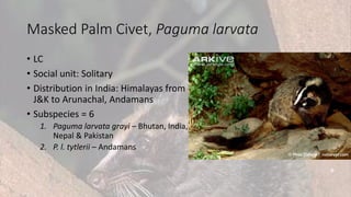 Masked Palm Civet, Paguma larvata
• LC
• Social unit: Solitary
• Distribution in India: Himalayas from
J&K to Arunachal, Andamans
• Subspecies = 6
1. Paguma larvata grayi – Bhutan, India,
Nepal & Pakistan
2. P. l. tytlerii – Andamans
 