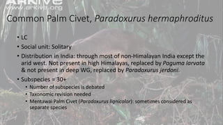 Common Palm Civet, Paradoxurus hermaphroditus
• LC
• Social unit: Solitary
• Distribution in India: through most of non-Himalayan India except the
arid west. Not present in high Himalayas, replaced by Paguma larvata
& not present in deep WG, replaced by Paradoxurus jerdoni.
• Subspecies = 30+
• Number of subspecies is debated
• Taxonomic revision needed
• Mentawai Palm Civet (Paradoxurus lignicolor): sometimes considered as
separate species
 