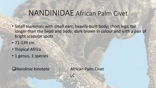 NANDINIDAE African Palm Civet
• Small mammals with small ears; heavily-built body; short legs; tail
longer than the head and body; dark brown in colour and with a pair of
bright scapular spots
• 71-139 cm
• Tropical Africa
• 1 genus, 1 species
Nandinia binotata : African Palm Civet
: LC
 