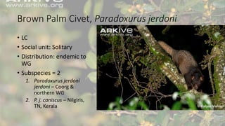 Brown Palm Civet, Paradoxurus jerdoni
• LC
• Social unit: Solitary
• Distribution: endemic to
WG
• Subspecies = 2
1. Paradoxurus jerdoni
jerdoni – Coorg &
northern WG
2. P. j. caniscus – Nilgiris,
TN, Kerala
 