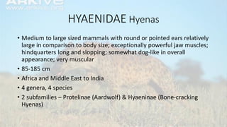 HYAENIDAE Hyenas
• Medium to large sized mammals with round or pointed ears relatively
large in comparison to body size; exceptionally powerful jaw muscles;
hindquarters long and slopping; somewhat dog-like in overall
appearance; very muscular
• 85-185 cm
• Africa and Middle East to India
• 4 genera, 4 species
• 2 subfamilies – Protelinae (Aardwolf) & Hyaeninae (Bone-cracking
Hyenas)
 