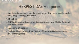 HERPESTIDAE Mongooses
• Small sized mammals; long face and body; short legs; small rounded
ears; long, tapering , bushy tail
• 34-151 cm
• Old World tropics throughout Asia and Africa, also Middle East and
southern Europe
• 15 genera, 34 species
• 2 subfamilies – Herpestinae (Solitary Mongoose) & Mungotinae
(Social Mongoose)
 