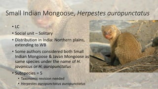 Small Indian Mongoose, Herpestes auropunctatus
• LC
• Social unit – Solitary
• Distribution in India: Northern plains,
extending to WB
• Some authors considered both Small
Indian Mongoose & Javan Mongoose as
same species under the name of H.
javanicus or H. auropunctatus
• Subspecies = 5
• Taxonomic revision needed
• Herpestes auropunctatus auropunctatus
 