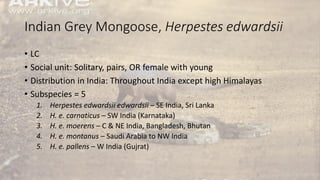 Indian Grey Mongoose, Herpestes edwardsii
• LC
• Social unit: Solitary, pairs, OR female with young
• Distribution in India: Throughout India except high Himalayas
• Subspecies = 5
1. Herpestes edwardsii edwardsii – SE India, Sri Lanka
2. H. e. carnaticus – SW India (Karnataka)
3. H. e. moerens – C & NE India, Bangladesh, Bhutan
4. H. e. montanus – Saudi Arabia to NW India
5. H. e. pallens – W India (Gujrat)
 