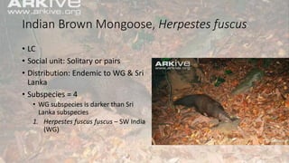 Indian Brown Mongoose, Herpestes fuscus
• LC
• Social unit: Solitary or pairs
• Distribution: Endemic to WG & Sri
Lanka
• Subspecies = 4
• WG subspecies is darker than Sri
Lanka subspecies
1. Herpestes fuscus fuscus – SW India
(WG)
 