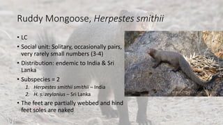 Ruddy Mongoose, Herpestes smithii
• LC
• Social unit: Solitary, occasionally pairs,
very rarely small numbers (3-4)
• Distribution: endemic to India & Sri
Lanka
• Subspecies = 2
1. Herpestes smithii smithii – India
2. H. s. zeylanius – Sri Lanka
• The feet are partially webbed and hind
feet soles are naked
 