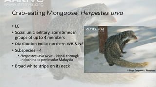 Crab-eating Mongoose, Herpestes urva
• LC
• Social unit: solitary, sometimes in
groups of up to 4 members
• Distribution India: northern WB & NE
• Subspecies = 4
• Herpestes urva urva – Nepal through
Indochina to peninsular Malaysia
• Broad white stripe on its neck
 