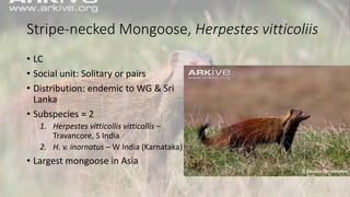 Stripe-necked Mongoose, Herpestes vitticoliis
• LC
• Social unit: Solitary or pairs
• Distribution: endemic to WG & Sri
Lanka
• Subspecies = 2
1. Herpestes vitticollis vitticollis –
Travancore, S India
2. H. v. inornatus – W India (Karnataka)
• Largest mongoose in Asia
 
