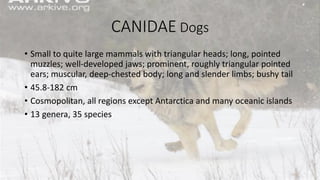 CANIDAE Dogs
• Small to quite large mammals with triangular heads; long, pointed
muzzles; well-developed jaws; prominent, roughly triangular pointed
ears; muscular, deep-chested body; long and slender limbs; bushy tail
• 45.8-182 cm
• Cosmopolitan, all regions except Antarctica and many oceanic islands
• 13 genera, 35 species
 